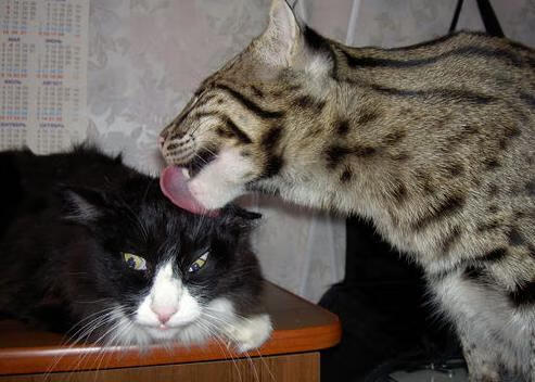 开云官网-“西甲领头羊稳步推进，夺冠希望逐渐下放”，西甲足球冠军