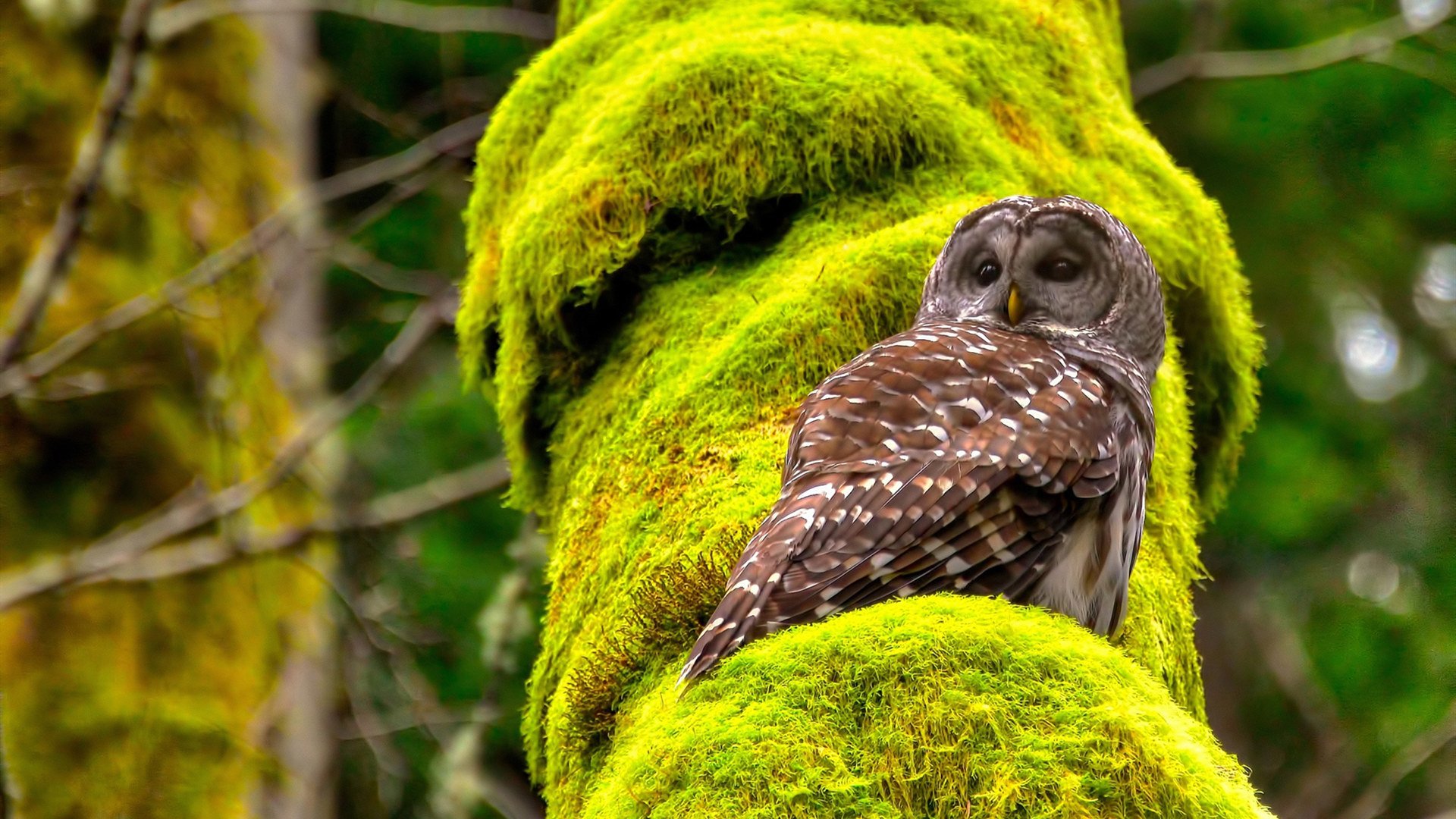 开云官方网页登录-【哈珀霸气归来】费城明星连续多打点，哈珀dc